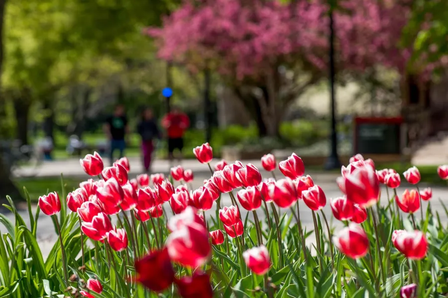 Tulips